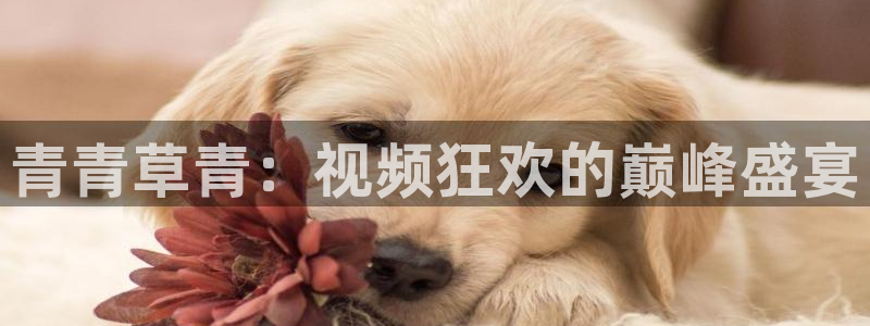 门徒娱乐ccmpc麻将胡了：青青草青：视频狂欢的巅峰盛宴